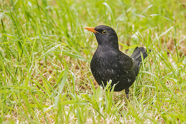 drozd čierny  Turdus merula