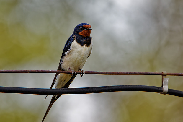 lastovička domová   Hirundo rustica