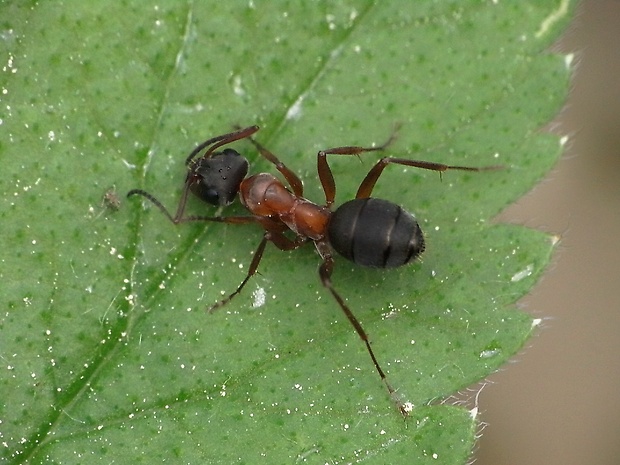 mravec horský Camponotus herculeanus