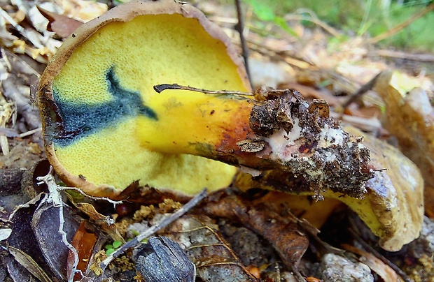 hríb modrejúci Cyanoboletus pulverulentus (Opat.) Gelardi, Vizzini & Simonini