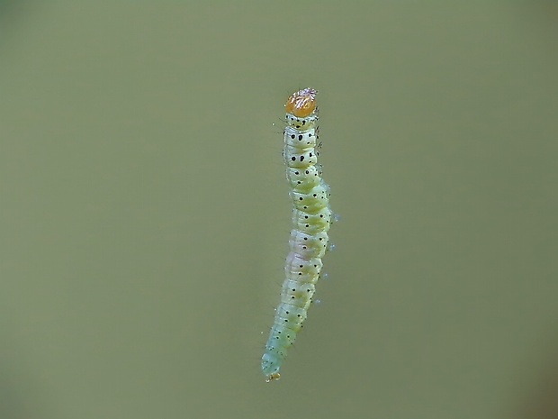 mramorovka modrohlavá Diloba caeruleocephala (L., 1758) cf.