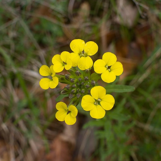 horčičník voňavý Erysimum odoratum P. Gaertn., B. Mey. et Scherb.