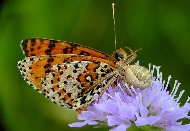 hnedáčik pyštekový Melitaea didyma