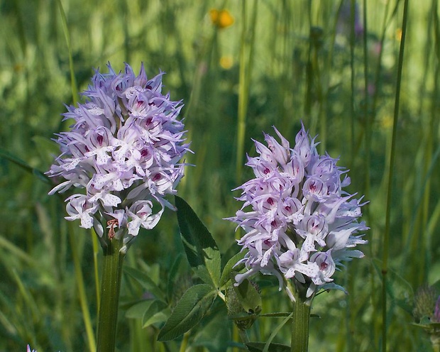 neotinea trojzubá Neotinea tridentata (Scop.) R. M. Bateman, Pridceon et M. W. Chase