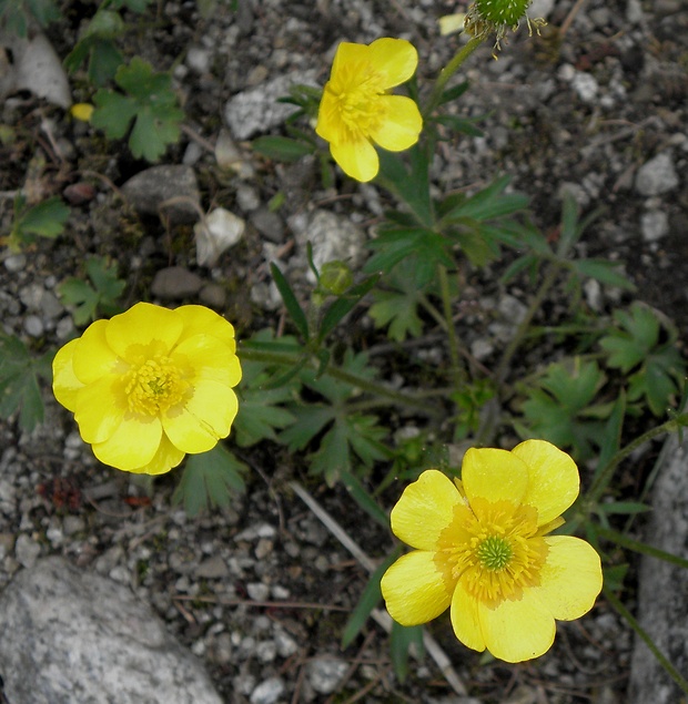 iskerník pahorský Ranunculus pseudomontanus Schur