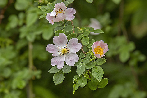 ruža šípová Rosa canina L.