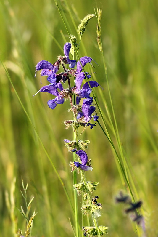 šalvia lúčna Salvia pratensis L.