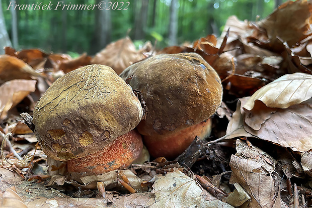 hríb zrnitohlúbikový Sutorius luridiformis (Rostk.) G. Wu & Zhu L. Yang