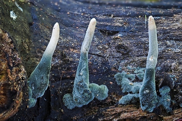 drevnatec štíhly Xylaria longipes Nitschke