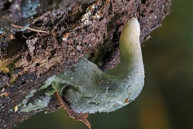 drevnatec štíhly Xylaria longipes Nitschke