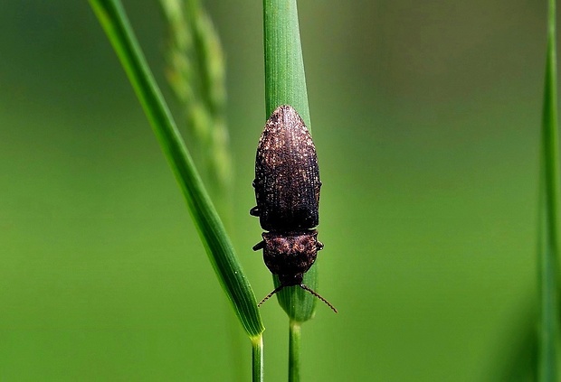 kováčik sivý (sk) / kovařík šedý (cz) Agrypnus murinus (Linnaeus, 1758)