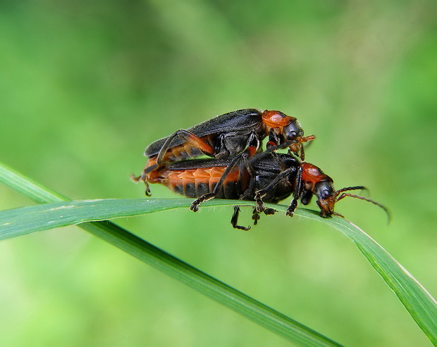 snehulčík obyčajný Cantharis rustica