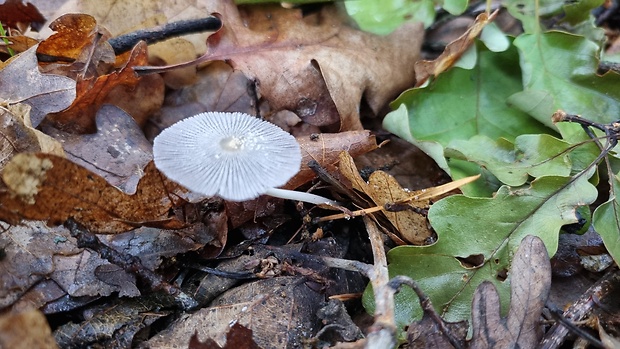 hnojník chlpatý Coprinopsis lagopus (Fr.) Redhead, Vilgalys & Moncalvo