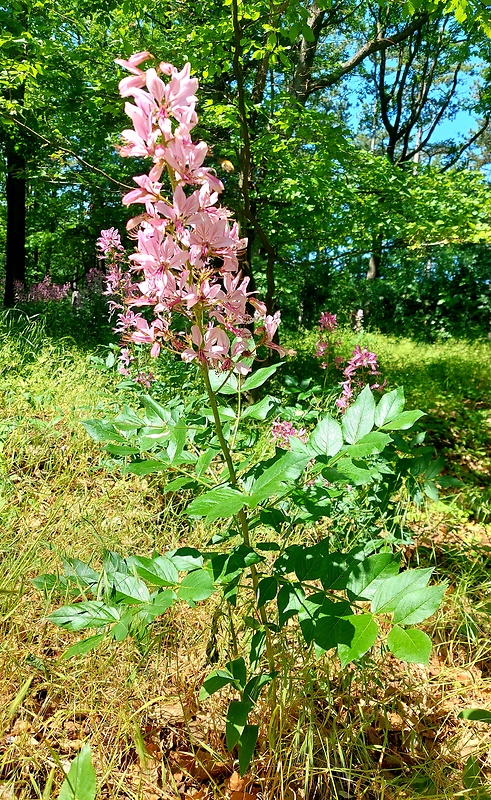 jasenec biely Dictamnus albus L.