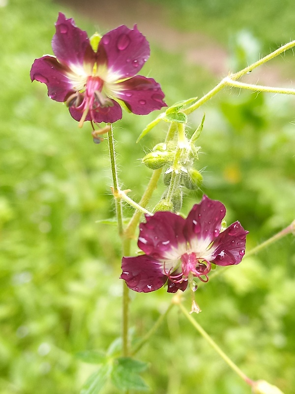 pakost hnedočervený Geranium phaeum L.