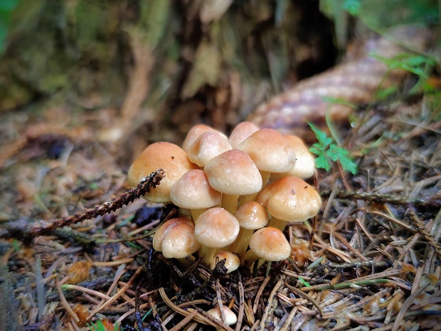 strapcovka zväzkovitá Hypholoma fasciculare (Huds.) P. Kumm.