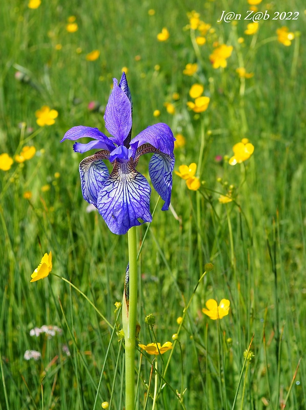 kosatec sibírsky Iris sibirica L.