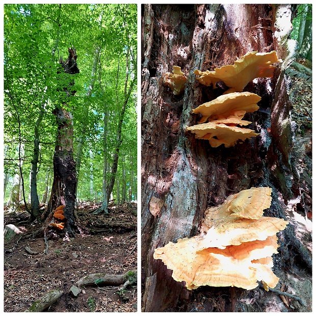 sírovec obyčajný Laetiporus sulphureus (Bull.) Murrill