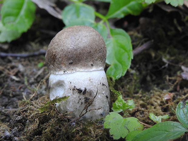 kozák topoľový Leccinum duriusculum (Schulzer ex Kalchbr.) Singer