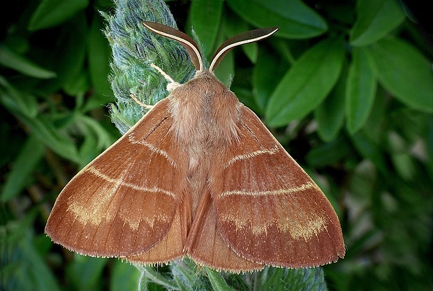 priadkovec černicový (sk) / bourovec ostružiníkový (cz) Macrothylacia rubi (Linnaeus, 1758)