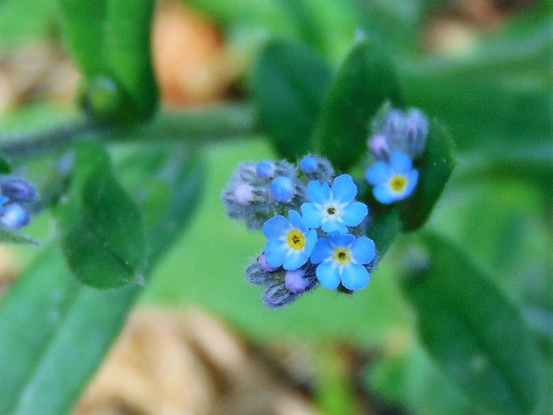 nezábudka Myosotis sp.