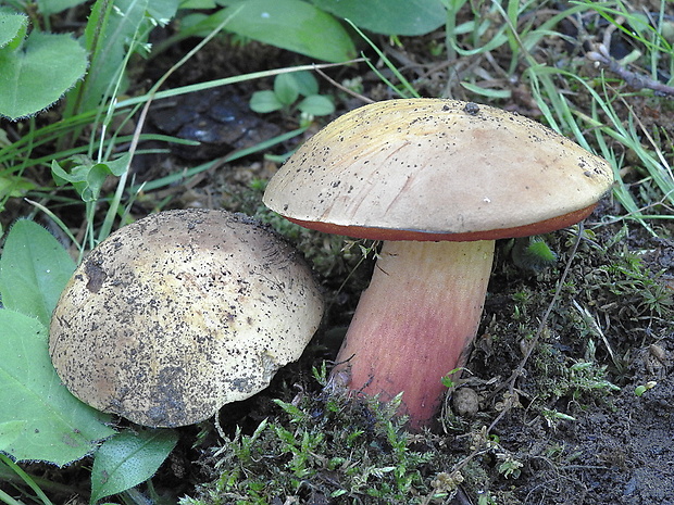 hríb zrnitohlúbikový odfarbený Neoboletus xanthopus (Quél.) Krieglst.