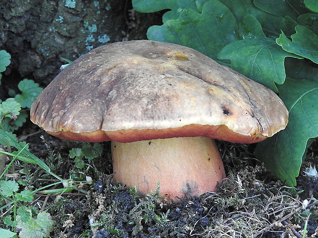 hríb zrnitohlúbikový odfarbený Neoboletus xanthopus (Quél.) Krieglst.