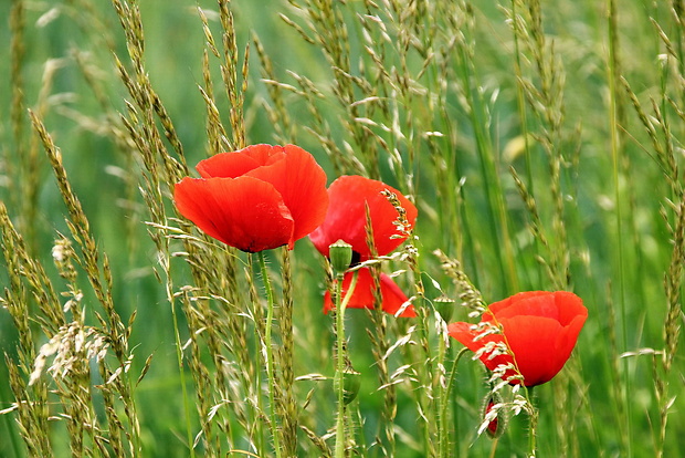 mak vlčí Papaver rhoeas L.