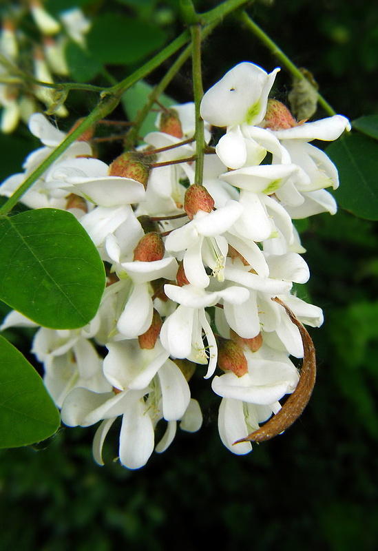 agát biely Robinia pseudoacacia L.