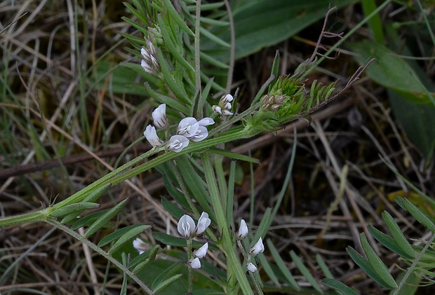 vika chlpatá Vicia hirsuta (L.) Gray