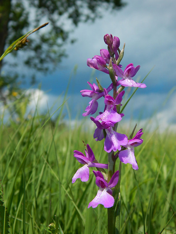 červenohlav močiarny Anacamptis palustris (Jack.) R. M. Bateman, A. M. Pringeon & M. W. Chase