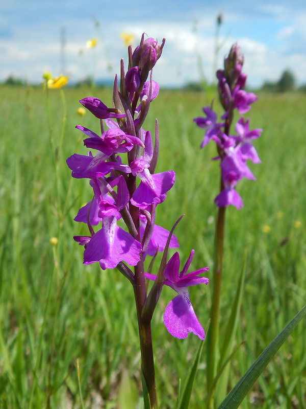 červenohlav močiarny Anacamptis palustris (Jack.) R. M. Bateman, A. M. Pringeon & M. W. Chase