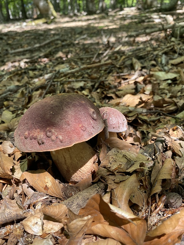 hríb sosnový Boletus pinophilus Pil. et Dermek in Pil.