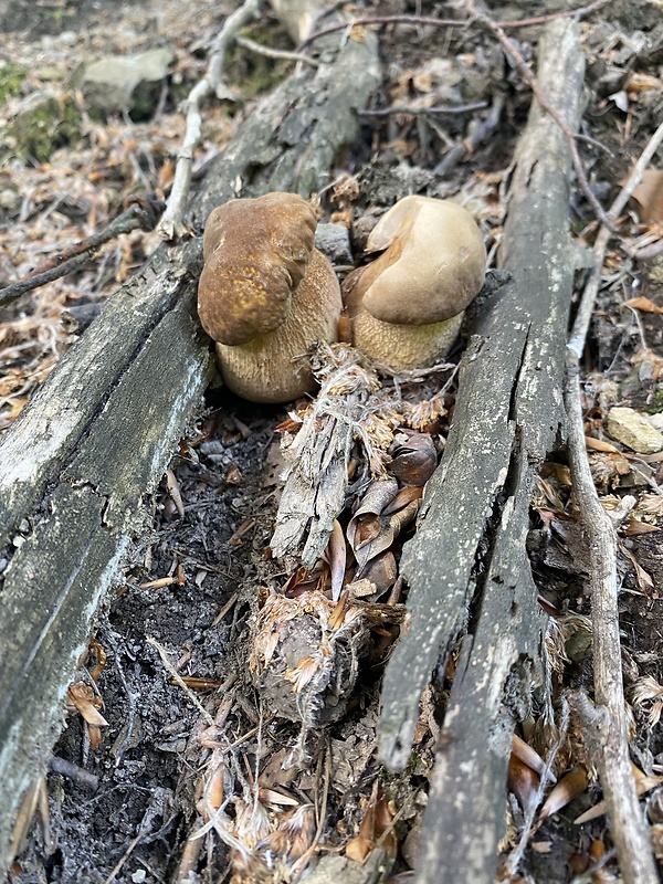 hríb dubový Boletus reticulatus Schaeff.