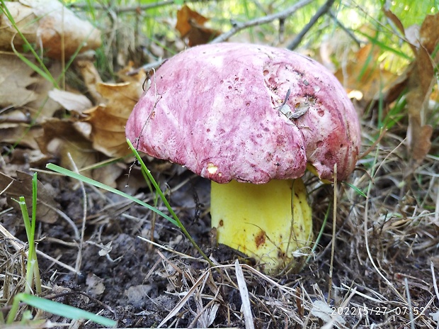 hríb kráľovský Butyriboletus regius (Krombh.) D. Arora & J.L. Frank