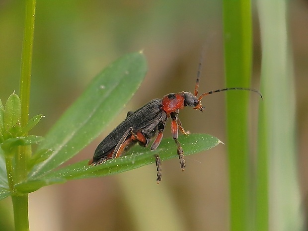 snehuľčík obyčajný Cantharis rustica