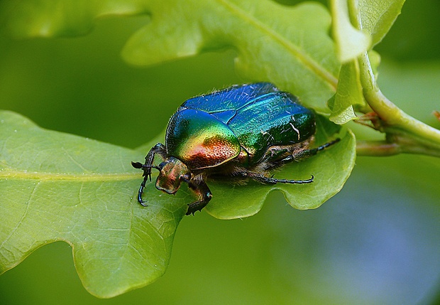 zlatoň obyčajný Cetonia aurata