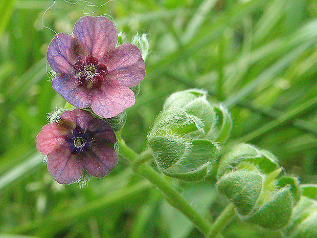 psojazyk lekársky Cynoglossum officinale L.