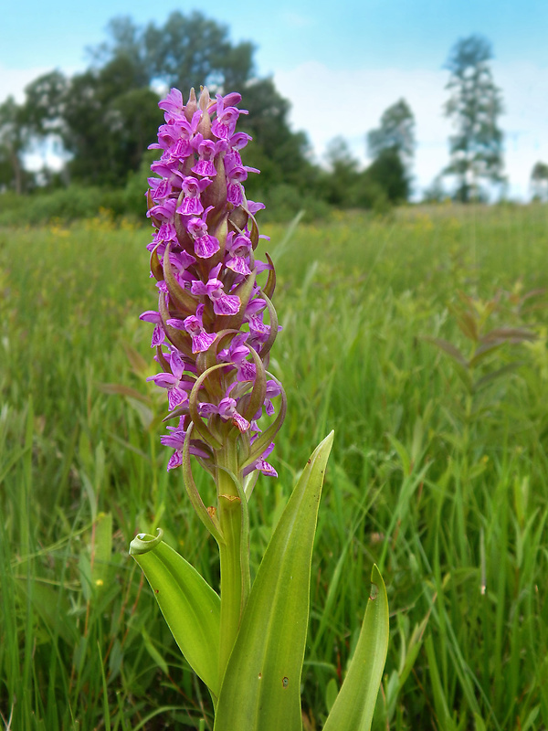 vstavačovec strmolistý pravý Dactylorhiza incarnata subsp. incarnata (L.) Soó