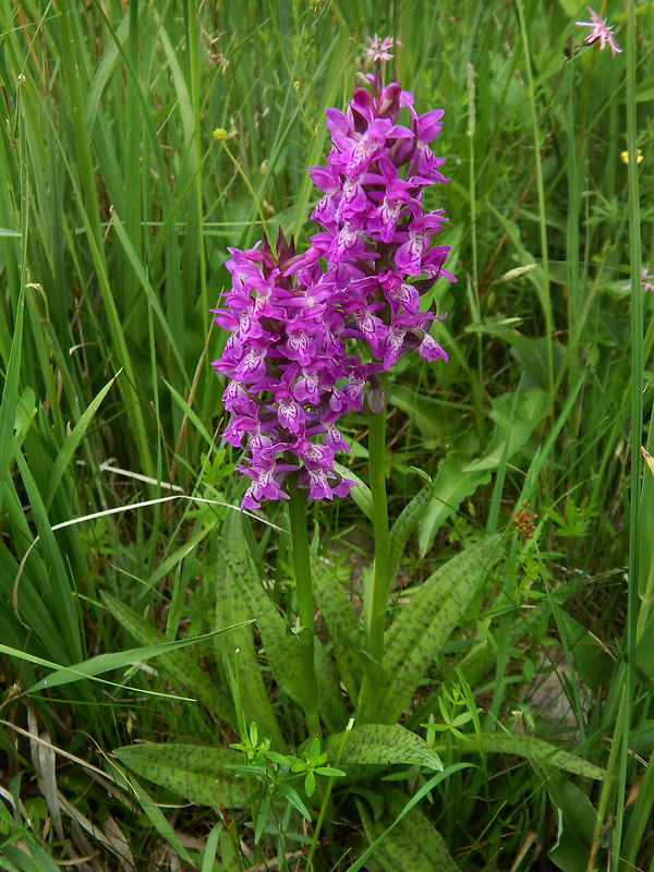 vstavačovec májový pravý Dactylorhiza majalis subsp. majalis (Reincherb.) Hunt & Summerh.