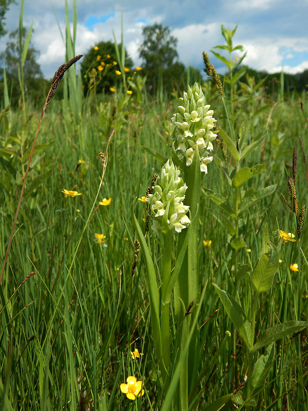 vstavačovec bledožltý Dactylorhiza ochroleuca (Wustnei ex Boll) Holub