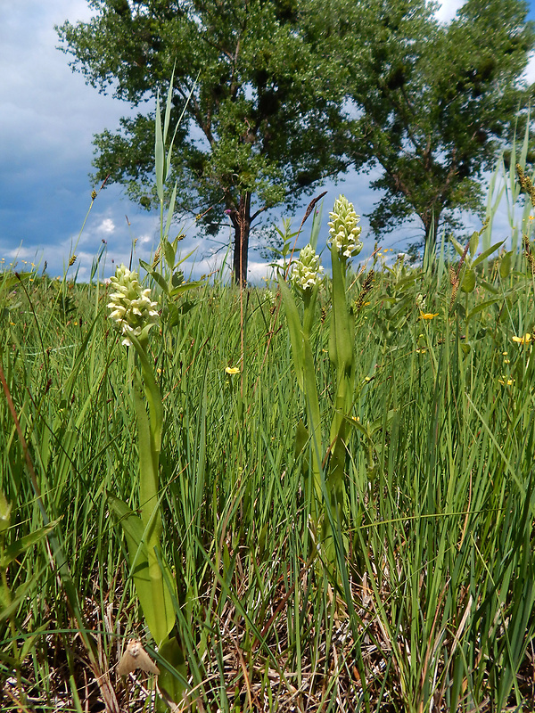 vstavačovec bledožltý Dactylorhiza ochroleuca (Wustnei ex Boll) Holub