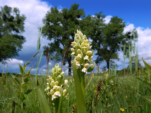 vstavačovec bledožltý Dactylorhiza ochroleuca (Wustnei ex Boll) Holub