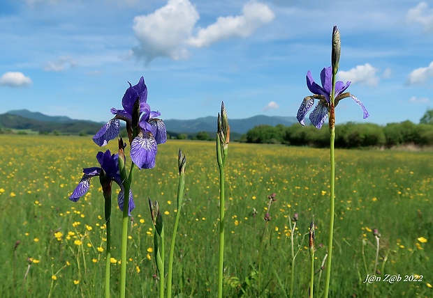 kosatec sibírsky Iris sibirica L.