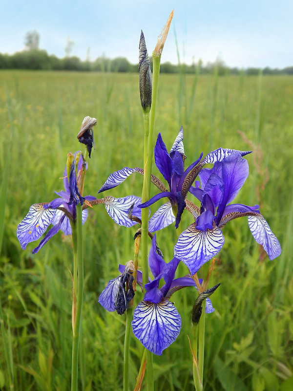 kosatec sibírsky Iris sibirica L.