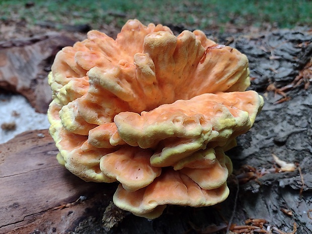 sírovec obyčajný Laetiporus sulphureus (Bull.) Murrill