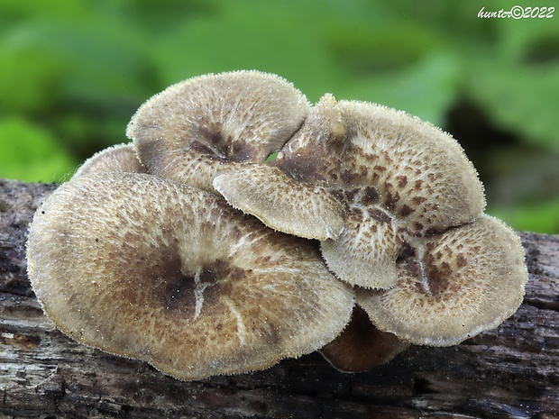 trúdnik plástovitý Lentinus arcularius (Batsch) Zmitr.