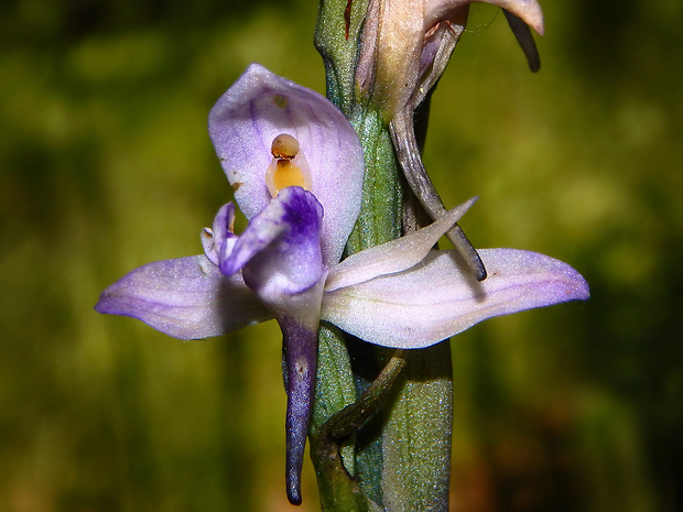 modruška pošvatá Limodorum abortivum (L.) Sw.