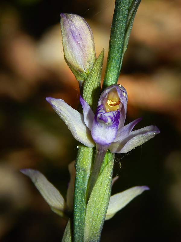 modruška pošvatá Limodorum abortivum (L.) Sw.