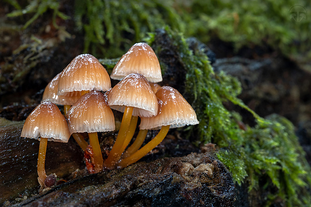 prilbička žltohlúbiková Mycena renati Quél.